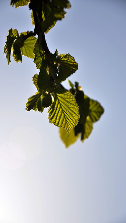 Hazelnut leavesの写真素材