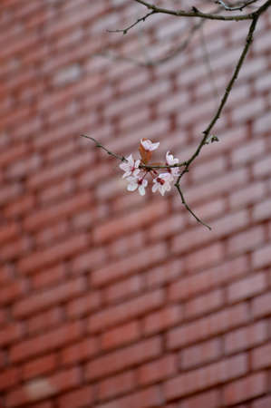Pink blossom on a treeの写真素材