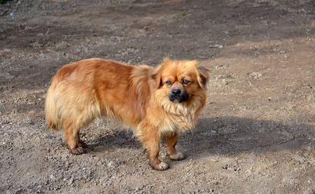 Cute brown dogの写真素材