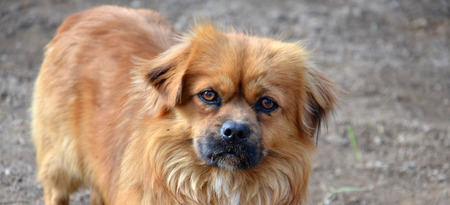 Cute brown dogの写真素材
