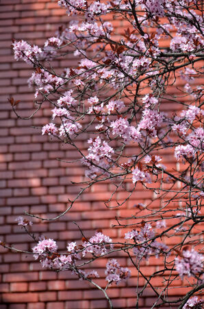  Pink blossom against red brick wallの写真素材