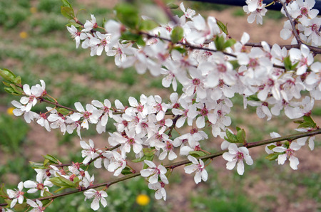 plum blossomの写真素材
