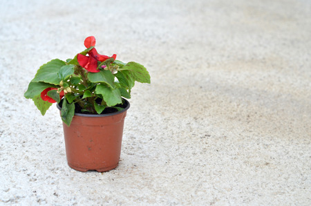 Spring flowers in a plastic pots , ready for plantingの写真素材
