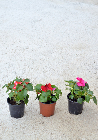 Spring flowers in a plastic pots , ready for plantingの写真素材