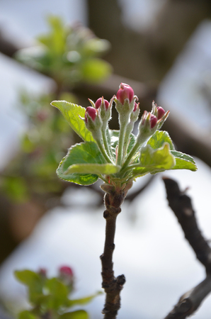 Apple blossomの写真素材