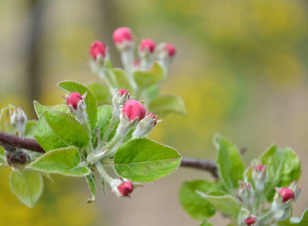 Apple blossomの写真素材