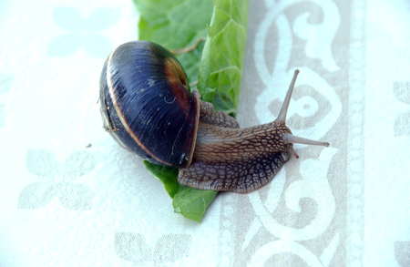  garden snailの写真素材