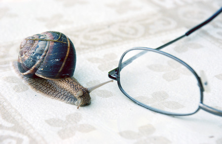 Garden snail on a table with eyeglasses                           の写真素材
