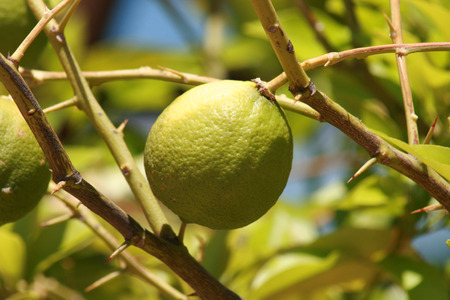 vitamin c on a treeの写真素材