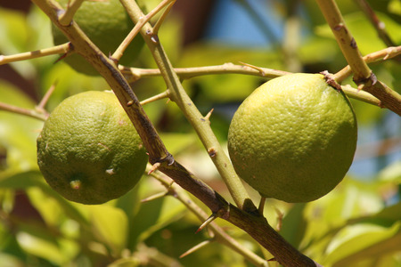 vitamin c on a treeの写真素材