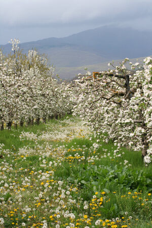 Flowers Blooming Apple orchardの写真素材