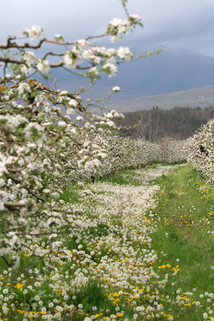 Flowers Blooming Apple orchardの写真素材