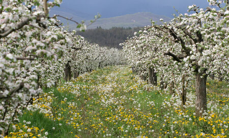 Flowers Blooming Apple orchardの写真素材