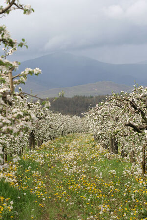 Flowers Blooming Apple orchardの写真素材