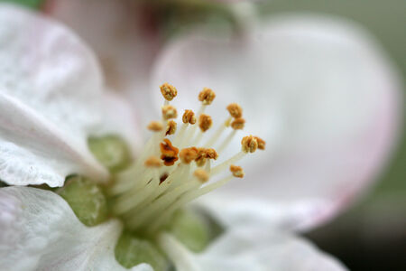 Flowers Blooming Apple orchardの写真素材