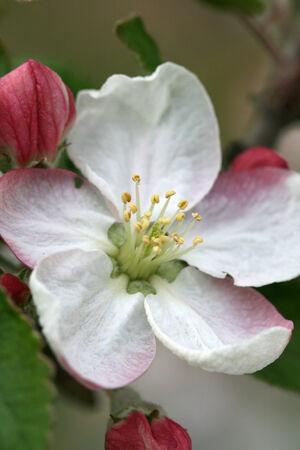 Flowers Blooming Apple orchardの写真素材