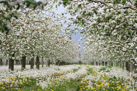 Flowers Blooming Apple orchardの写真素材