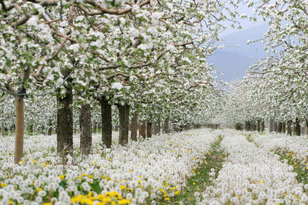 Flowers Blooming Apple orchardの写真素材