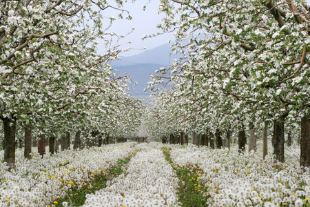 Flowers Blooming Apple orchardの写真素材