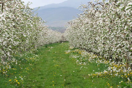 Flowers Blooming Apple orchardの写真素材