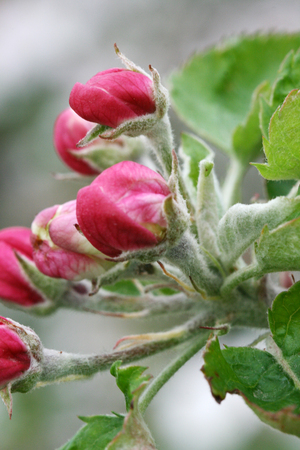 Flowers Blooming Apple orchardの写真素材