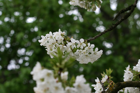 cherry blossomの写真素材