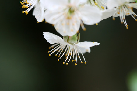 sour cherry blossomの写真素材