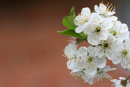 sour cherry blossomの写真素材