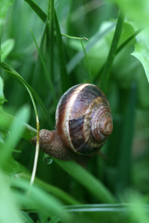 Snail at workの写真素材