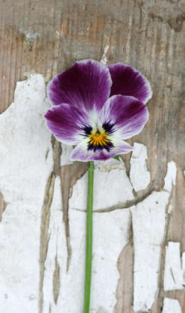 purple flower on a scratched woodの写真素材