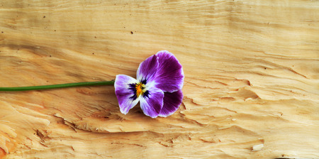 spring flowerの写真素材