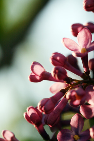 lillac flowerの写真素材