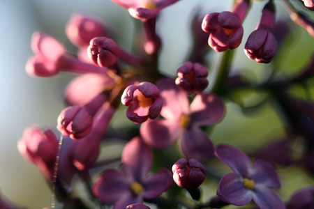 lillac flowerの写真素材