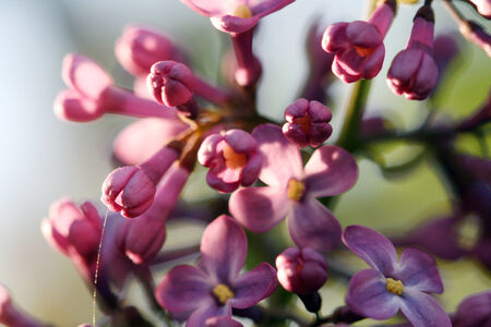 lillac flowerの写真素材