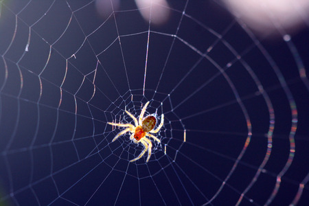 spider on the web の写真素材