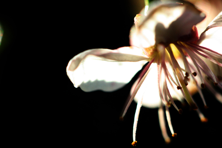 cherry blossom, macro の写真素材