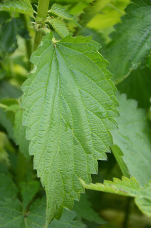 Nettle in gardenの写真素材