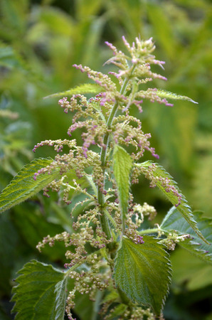 Nettle in gardenの写真素材