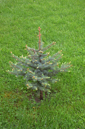 Young pine tree in a grassの写真素材