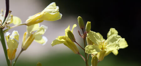 Yellow plant flowerの写真素材