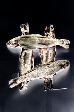 Trout fishの写真素材