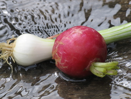 spring onion in a waterの写真素材