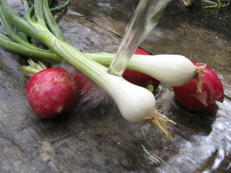 spring onion in a waterの写真素材