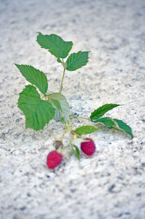 Raspberry fruitの写真素材