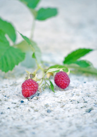 Raspberry fruitの写真素材