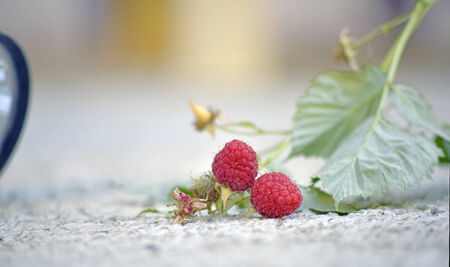 Raspberry fruitの写真素材