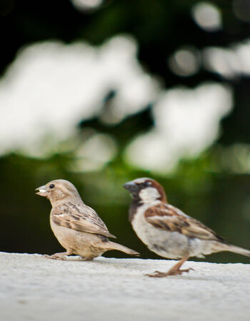 Passer Domesticus, House Sparrowの写真素材