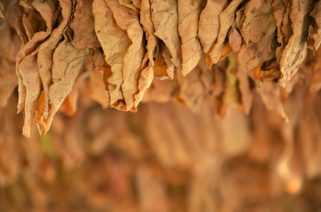 Dried tobacco leaves