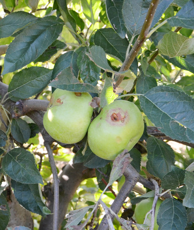 apples damaged by hail stormの写真素材