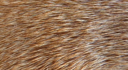 amstaff furの写真素材